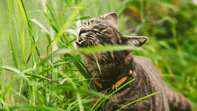 Common Cat Behaviors - Eating Grass
