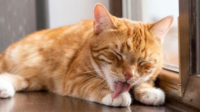 Common Cat Behaviors - Grooming