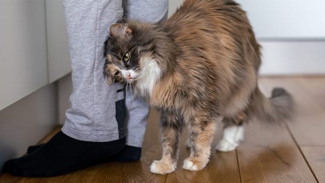 Common Cat Behaviors - Rubbing