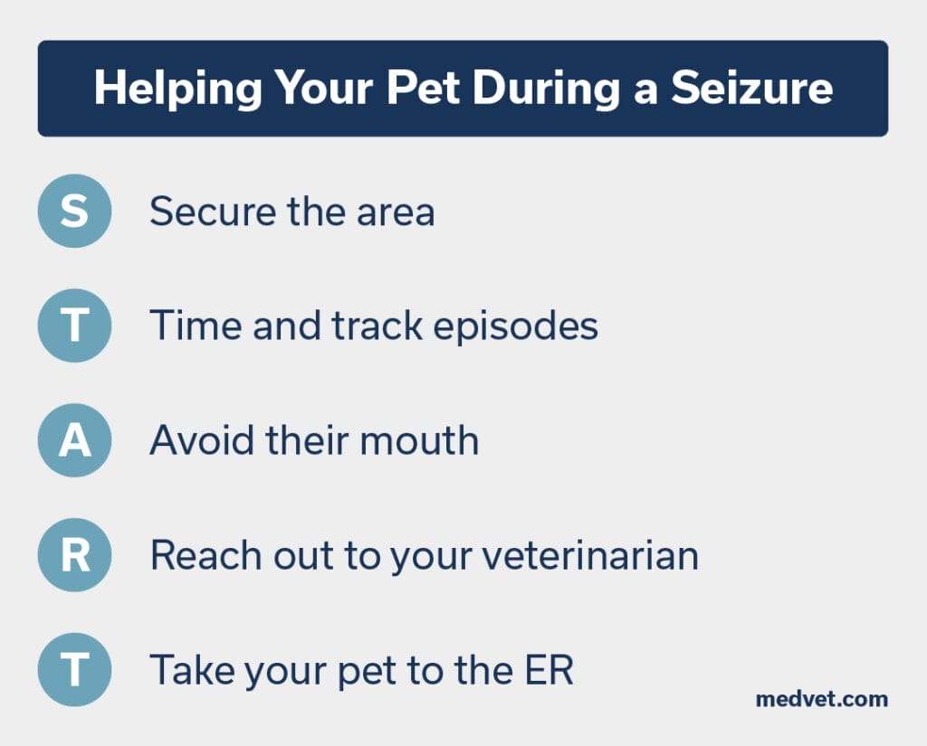 Helping Your Pet During a Seizure