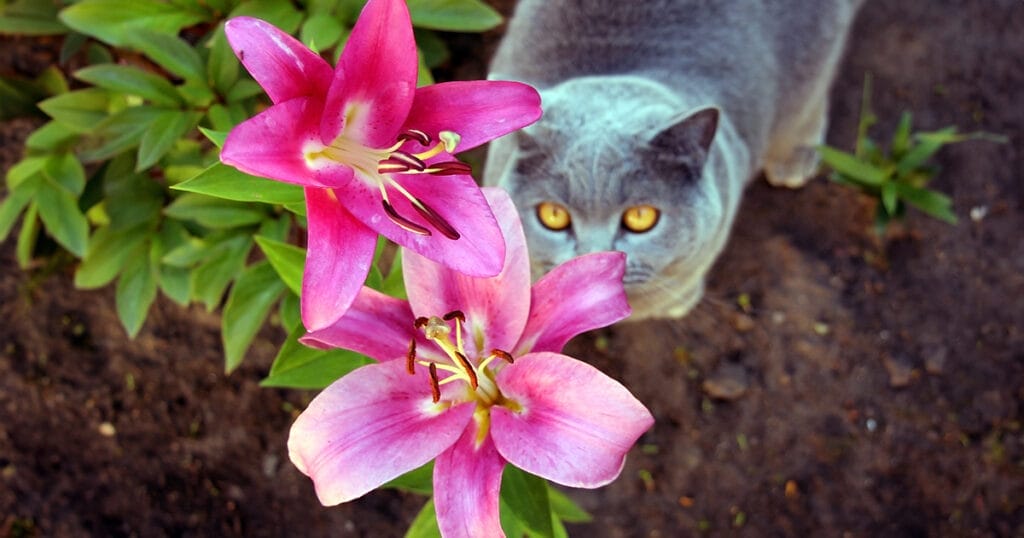 Cat lily sales