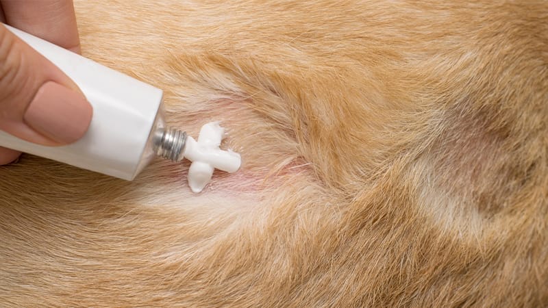 Treatment for pyoderma in dogs.