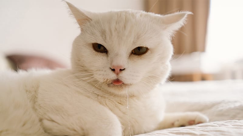 Signs of Lily Poisoning in Cats