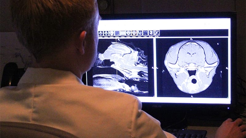 Doctor reviewing MRI brain scan of pet