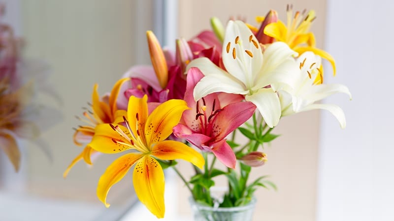 Understanding Lily Poisoning