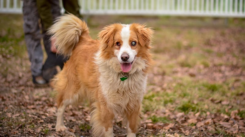 blind dog outdoors