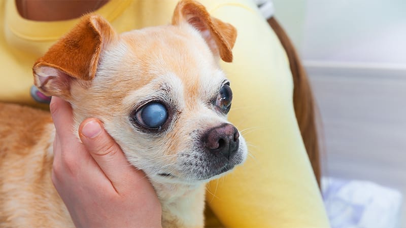 blind pet behavior changes