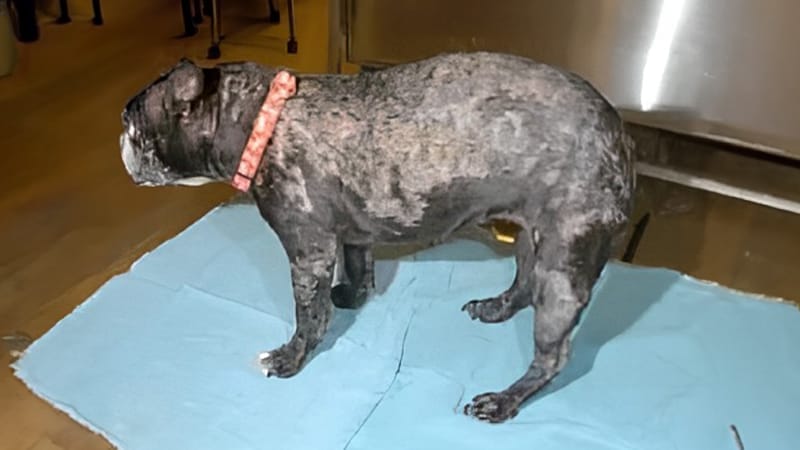 Boston Terrier with crusting dermatitis