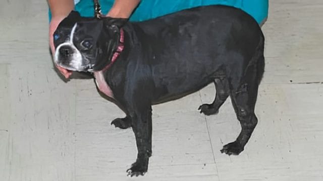 Boston Terrier recovered from crusting dermatitis