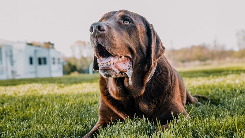 Chocolate Labrador Retriever drooling