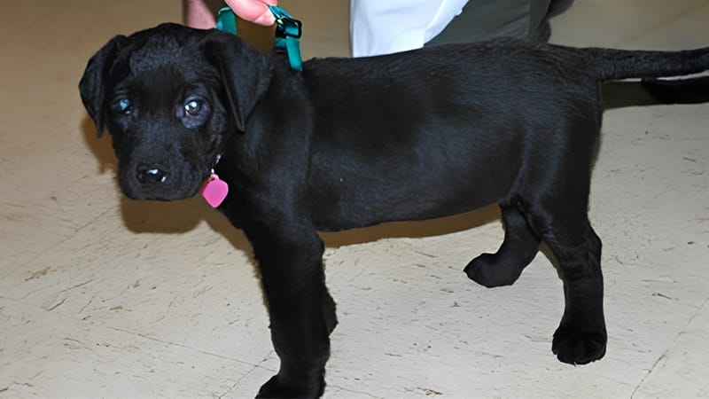 Puppy treated and recovered from skin lesions