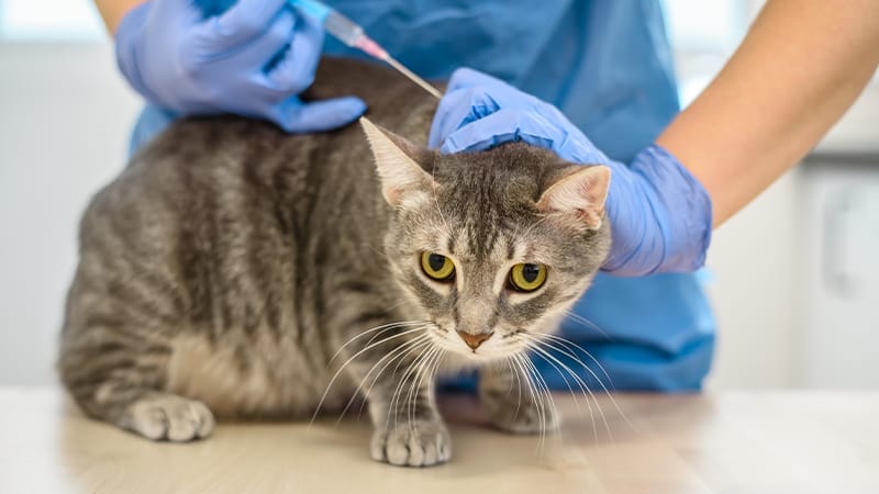 treating dust mite allergies in cats