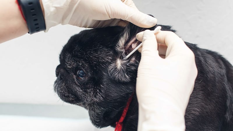 Swabbing a dog's ear to diagnose yeast dermatitis