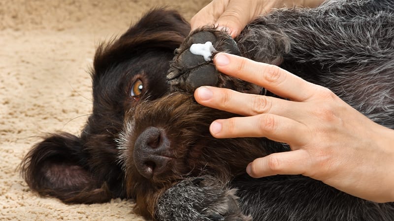 Topical therapy applied to a dog's paw treating yeast dermatitis