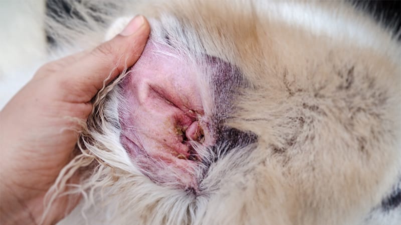 Dog ear canal yeast infection