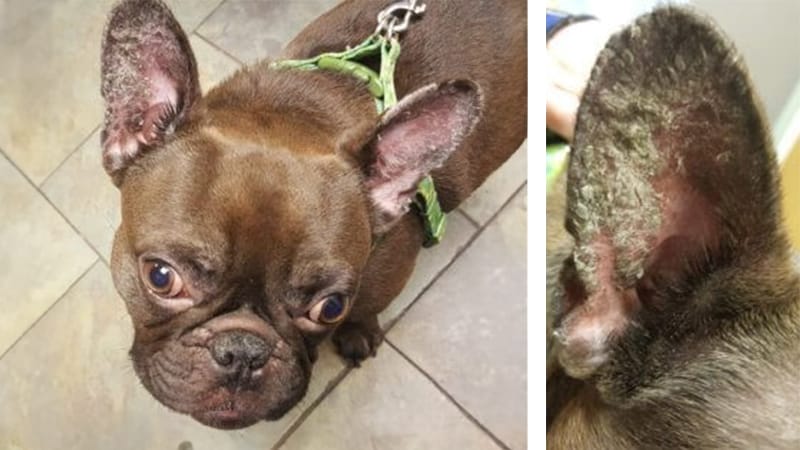 Bubba, a French Bulldog with Type I Zinc responsive dermatosis