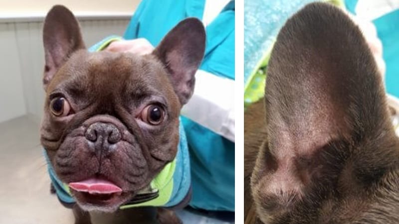 Bubba, a french bulldog after supplementation with zinc methionine