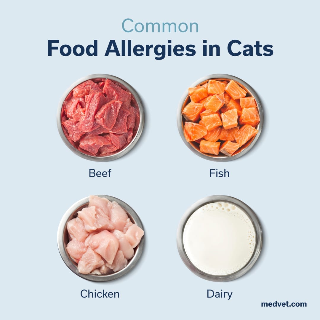 common food allergies in cats