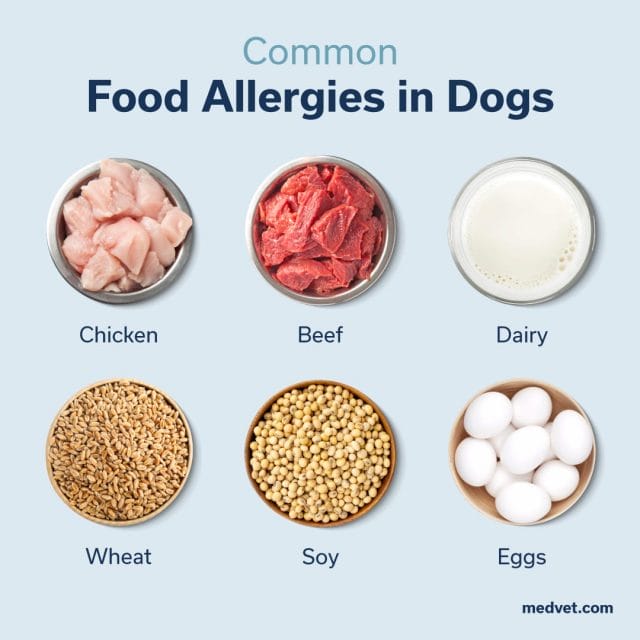 Common food allergies in dogs