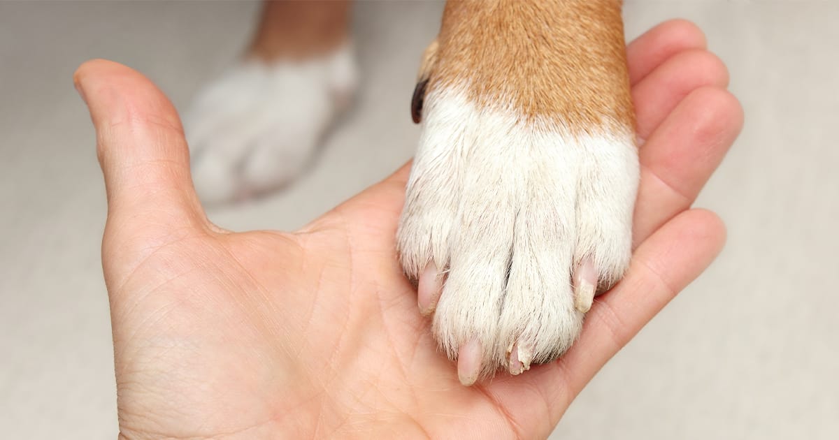 What to Do If Your Dog Breaks or Rips a Nail Off: Our Vet Answers | Hepper