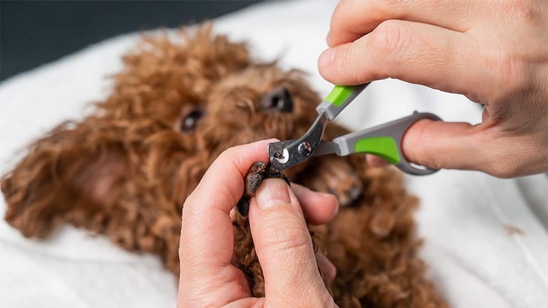 My dog's nail won't stop bleeding for 6 hours after nicking the quick. What  should I do? - Quora