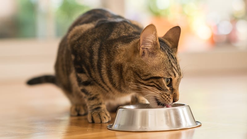 Food allergies in cats - food trial