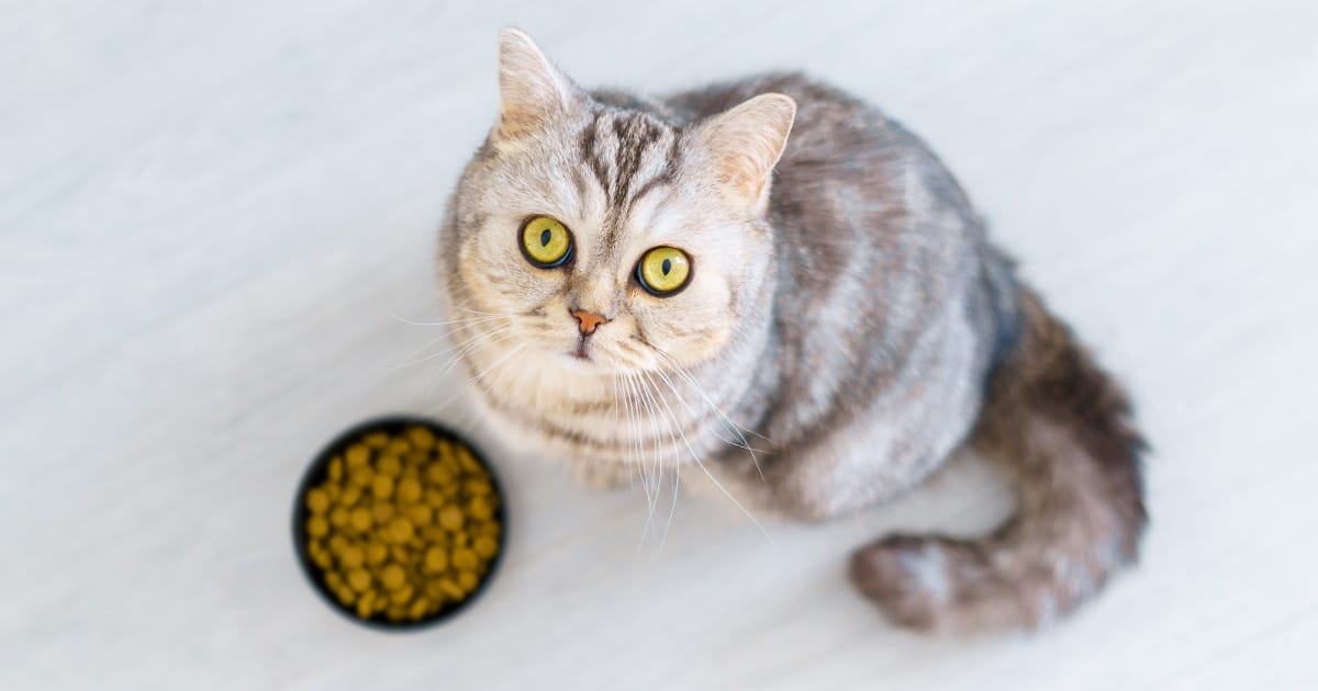 Food allergies in cats
