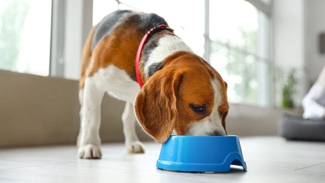food allergies in dogs - food trial