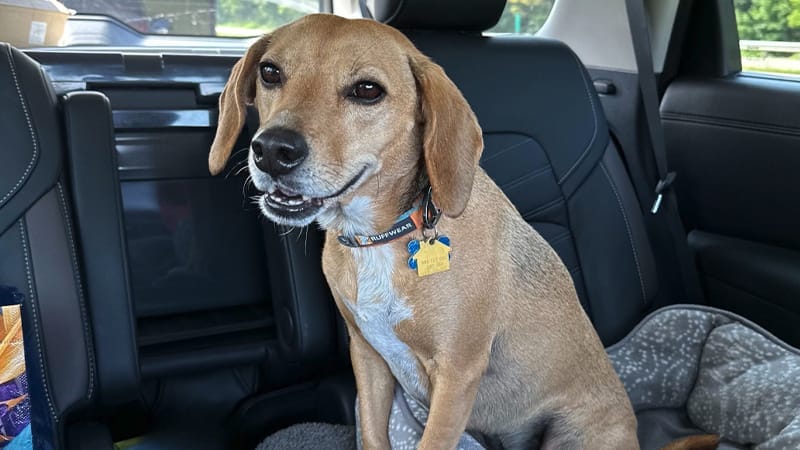 Groot, a 5-year-old Beagle/Pit Bull mix, sitting in the back seat of a car.