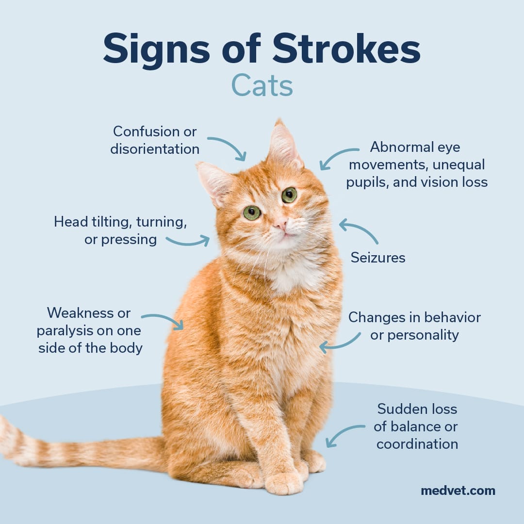 signs of strokes in cats