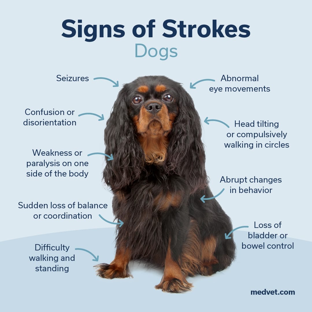 signs of strokes in dogs