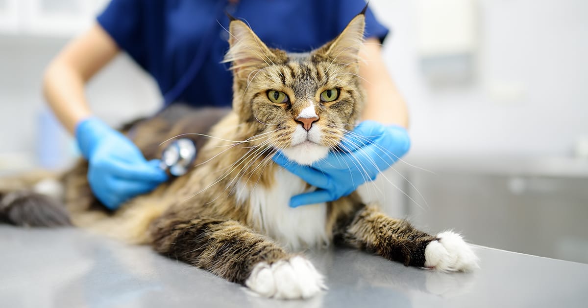 natural remedies for cat heart murmur