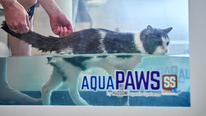 stroke treatments for cats