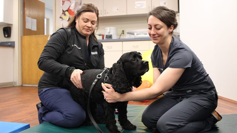 stroke treatment for dogs