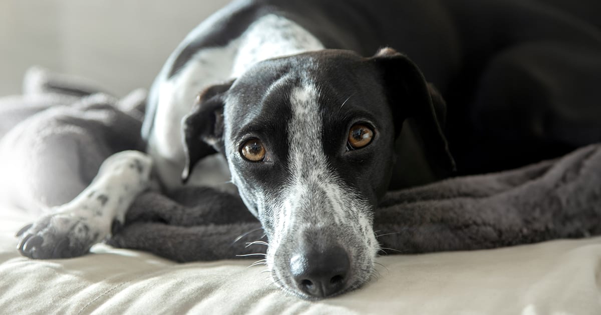 MedVet Blog | Strokes in Dogs: Signs, Treatment, and Prognosis