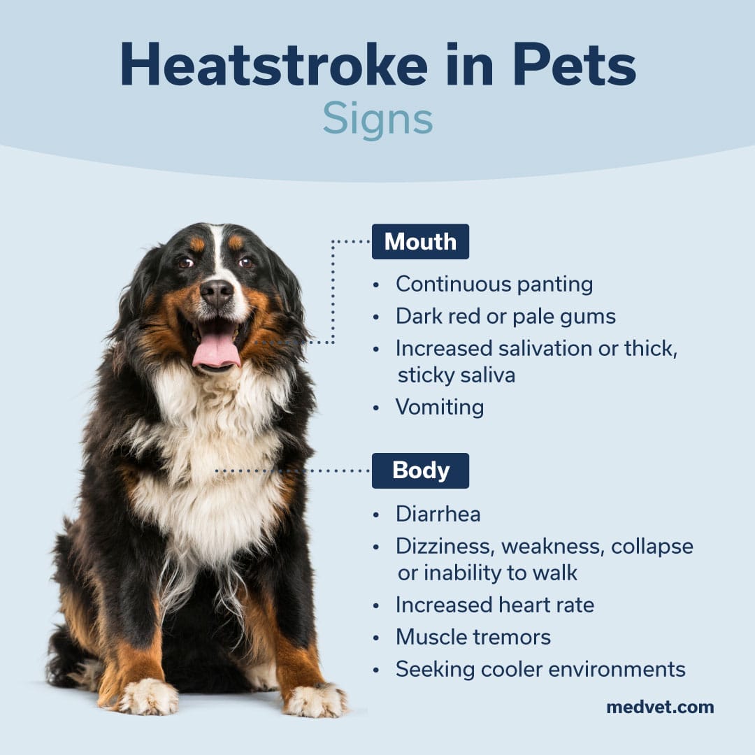 Shops how to tell if a dog is overheating