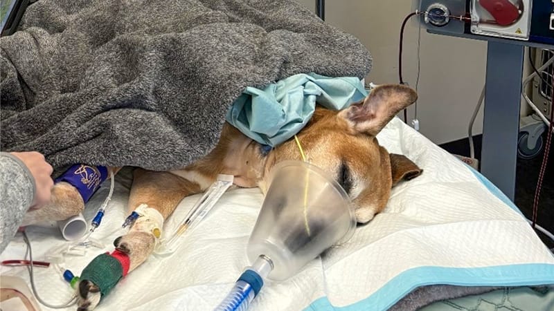 dog heatstroke treatment cytokine filtration