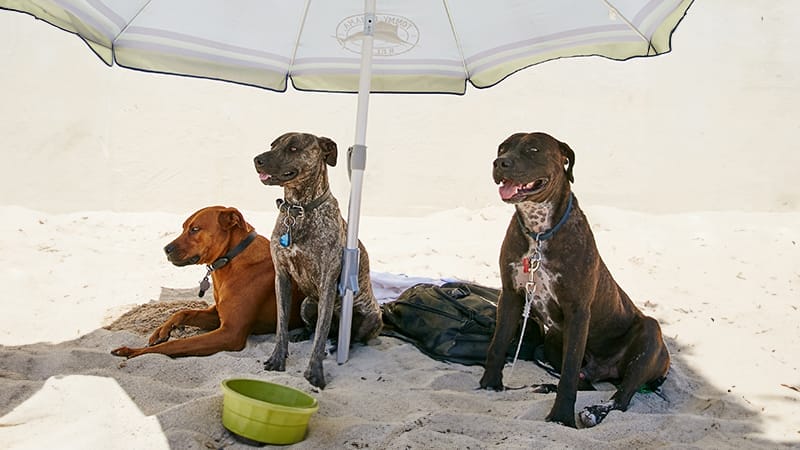 preventing heatstroke in dogs
