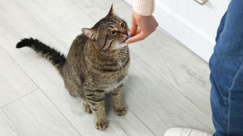 cushings disease treatments in cats