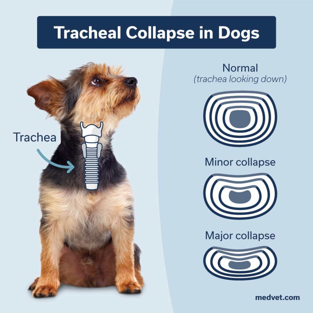 Tracheal Collapse in Dogs Diagram