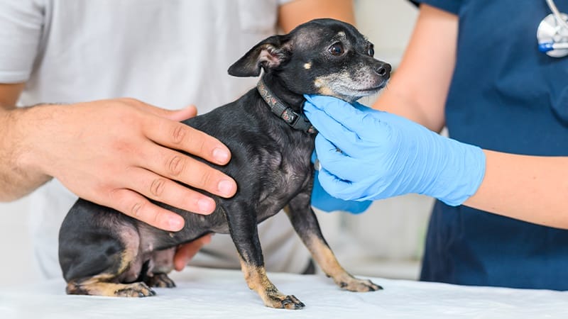 Doctor feeling a dog’s trachea