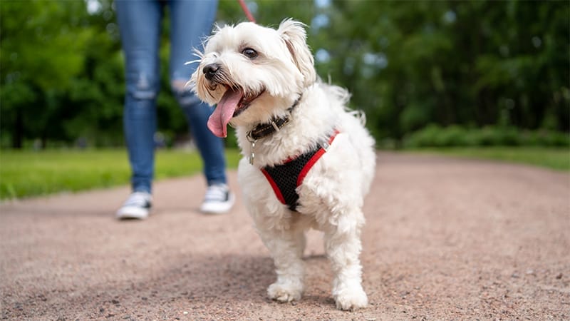 Dog wearing a harness