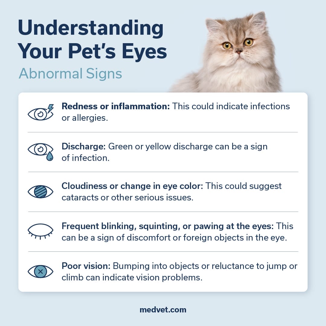 understanding your pets eyes abnormal signs