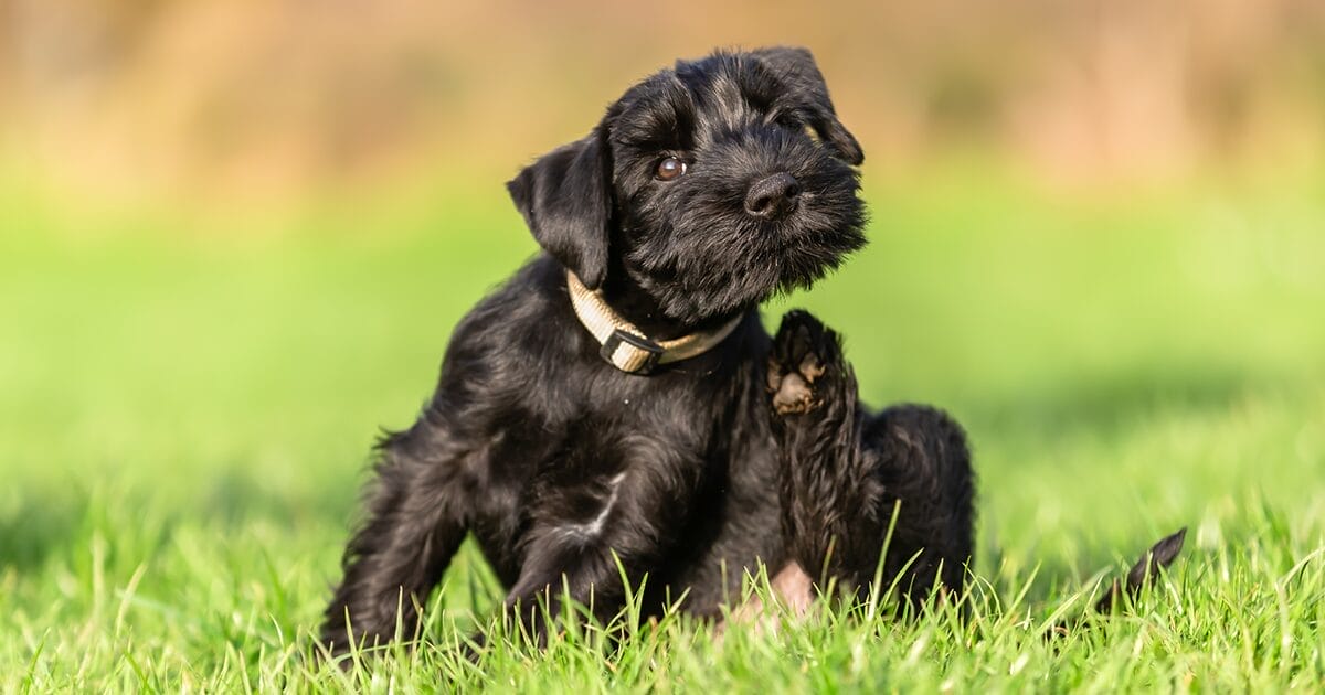 battling bugs: common insects that irritate pets in warmer weather