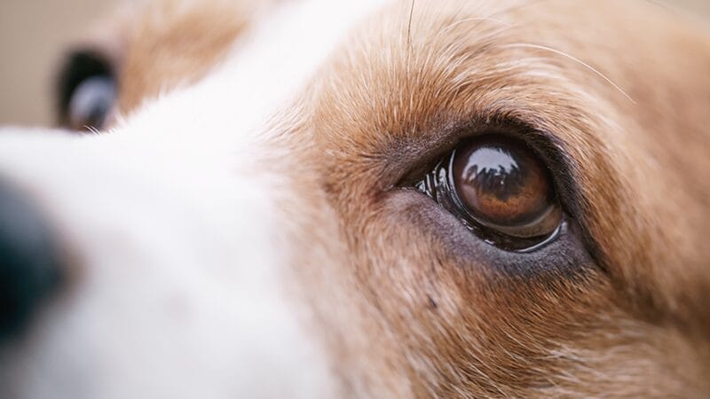 common pet eye conditions