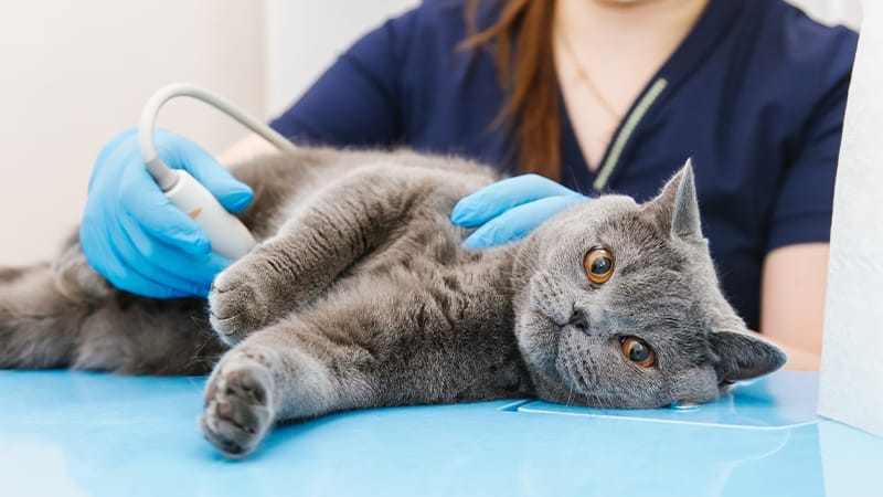 diagnosing IDB in cats