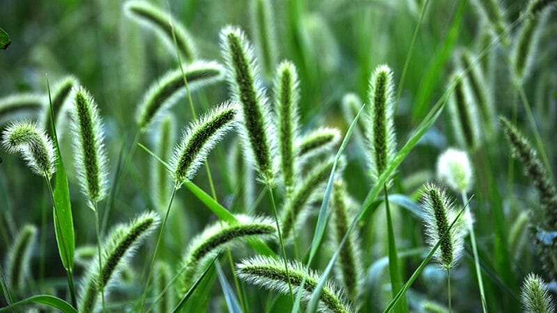 foxtail dangers for pets