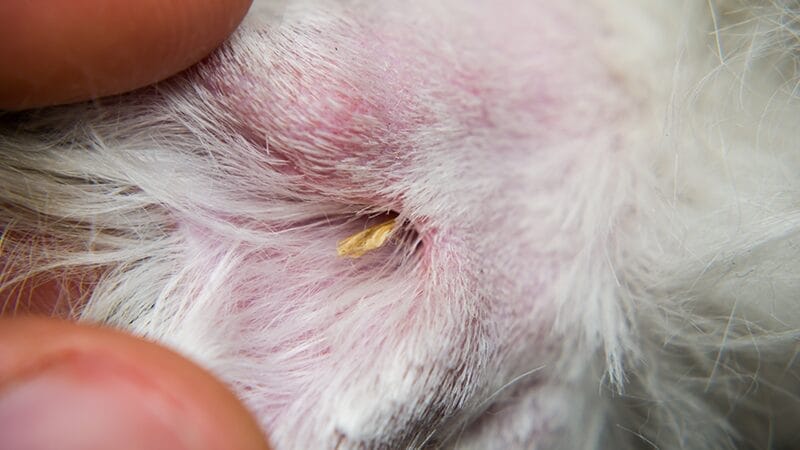 foxtail grass seed in dog ear