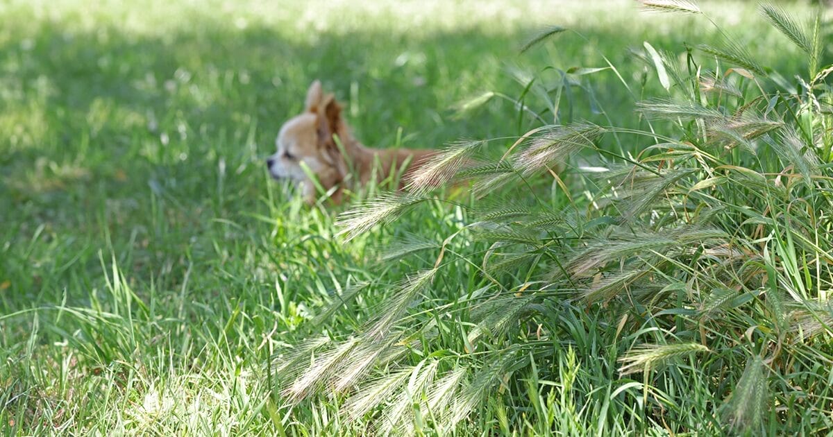 the hidden danger of cheatgrass and foxtails to your pets