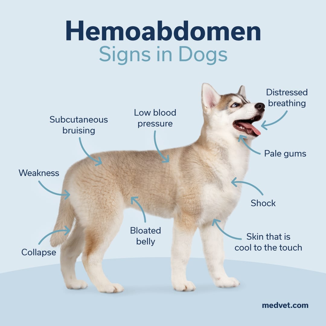 hemoabdomen signs in dogs